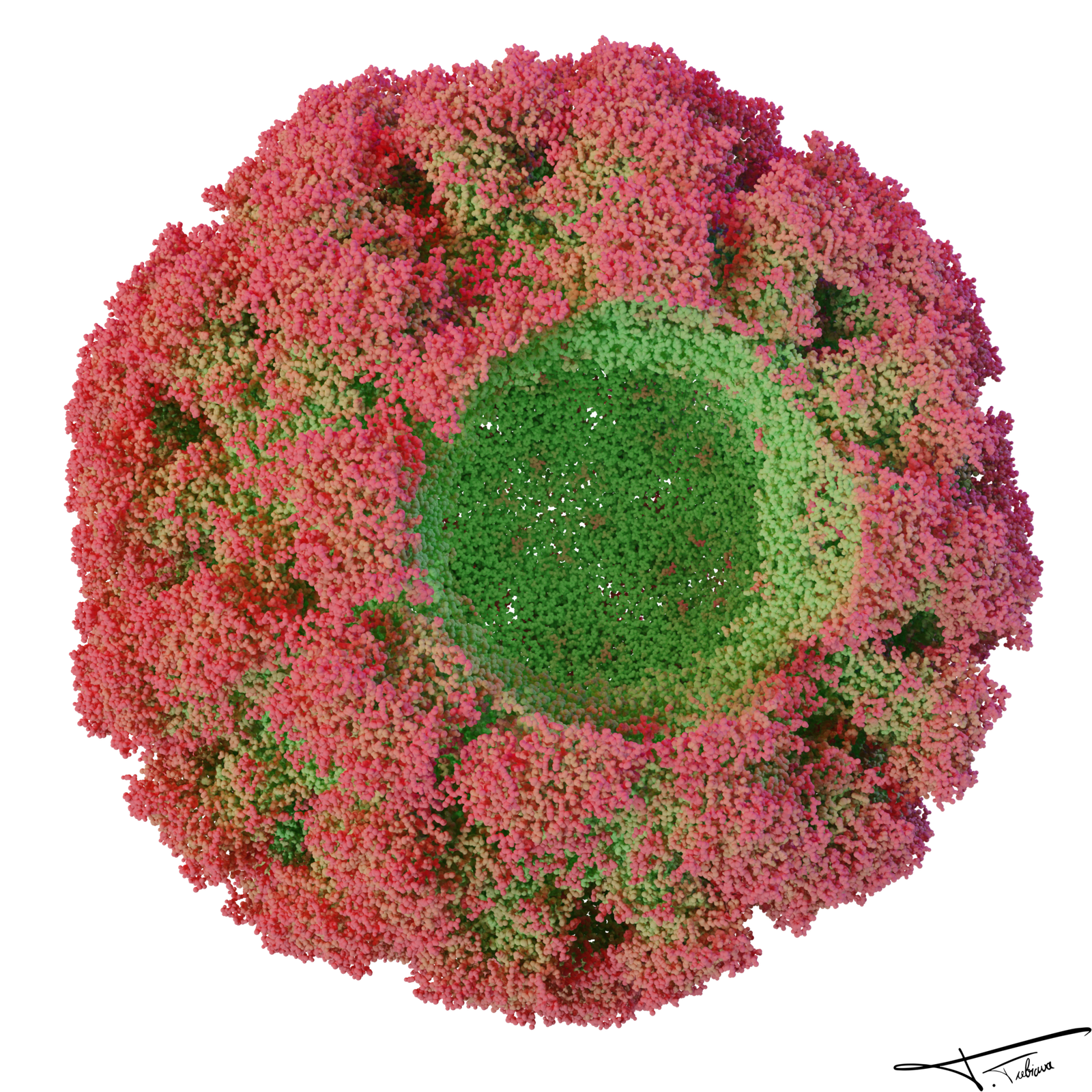 Viral capsid