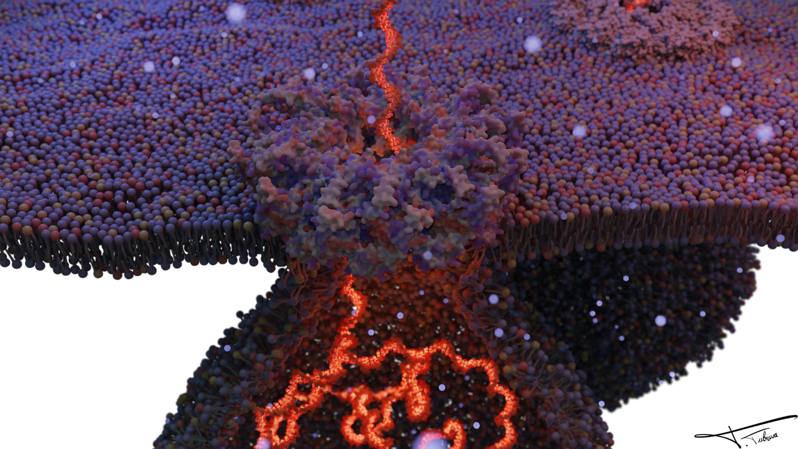 HEV ORF1 in a membrane