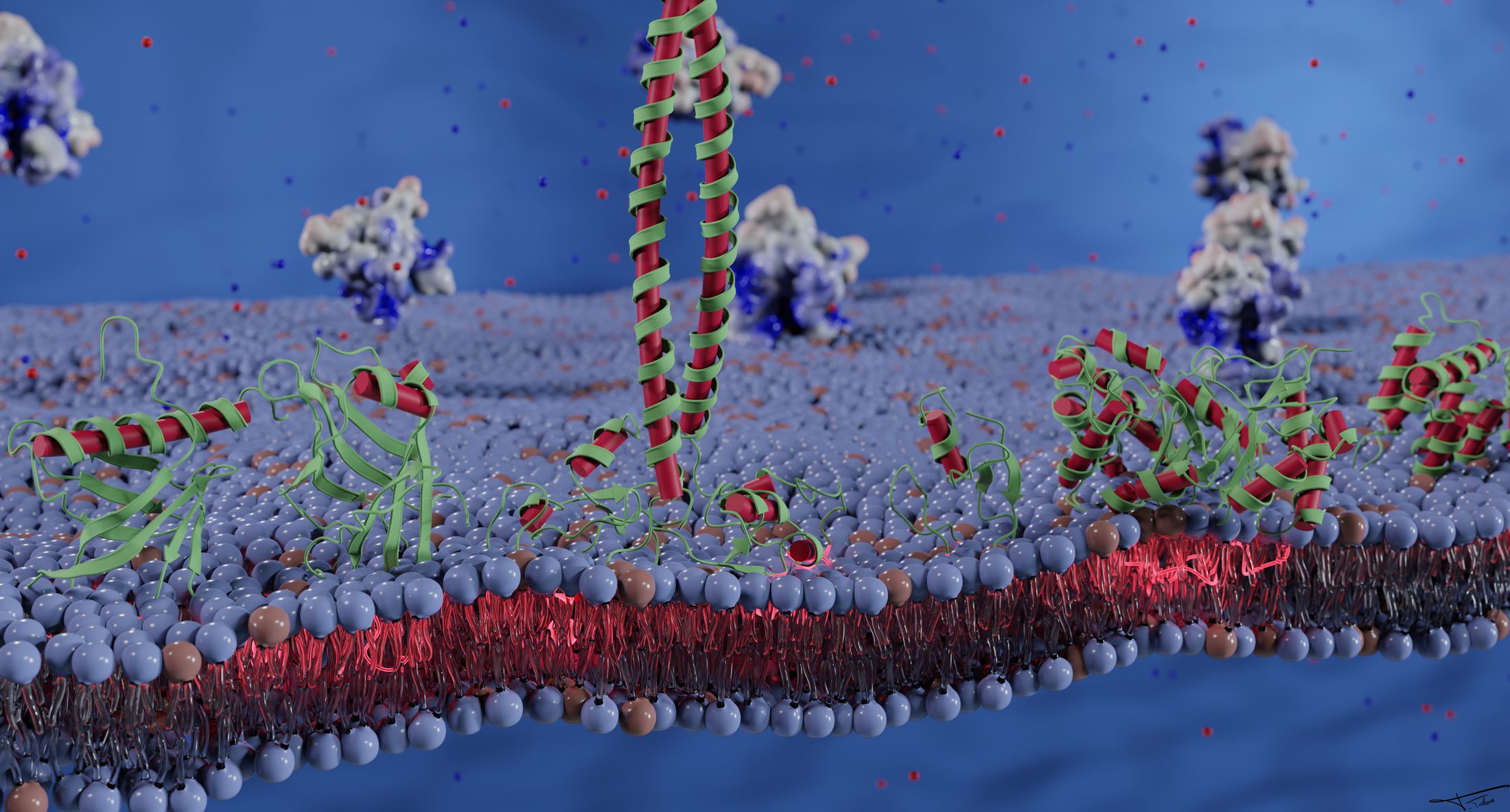 Membrane channel