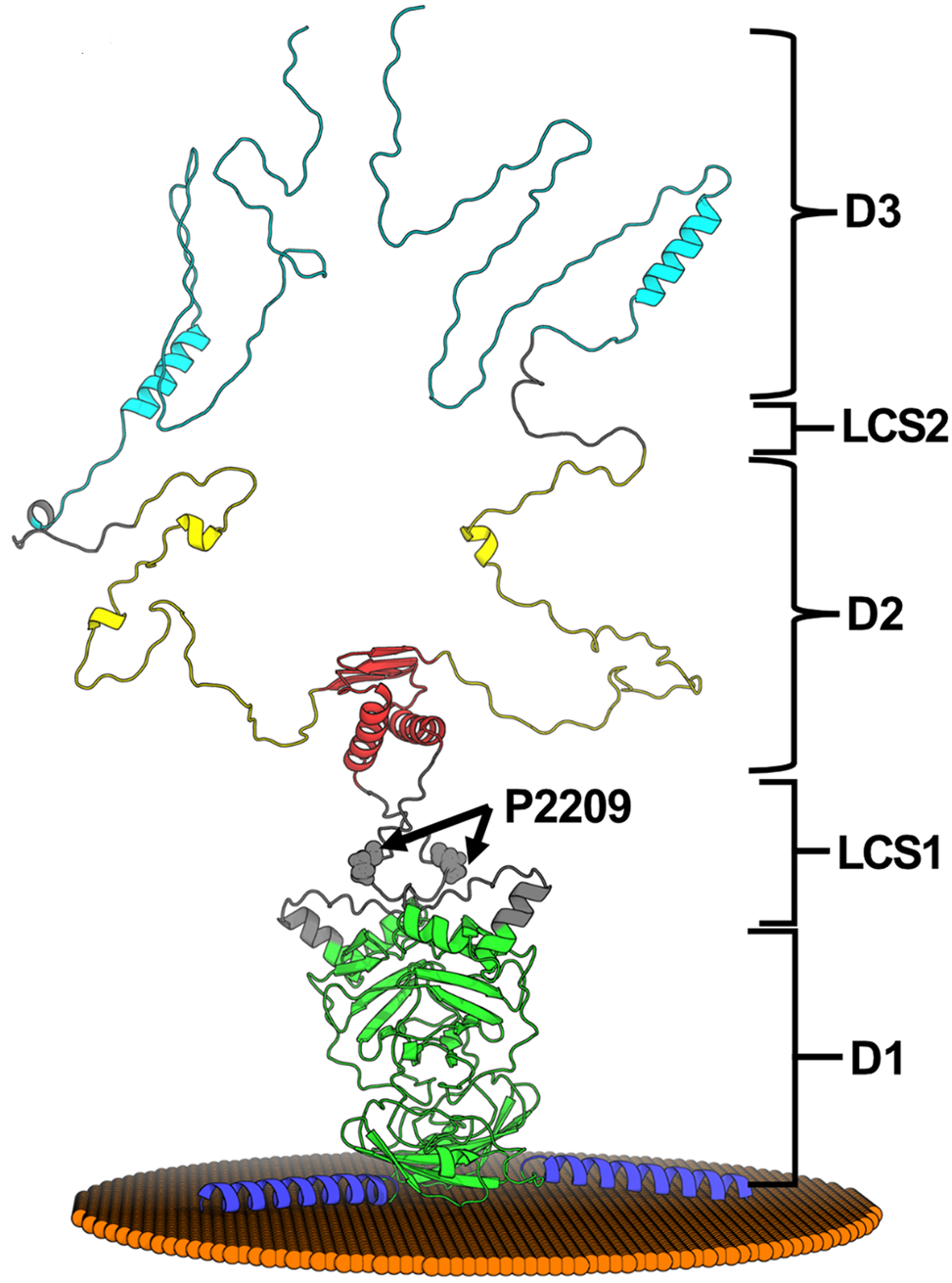 HCV illustration