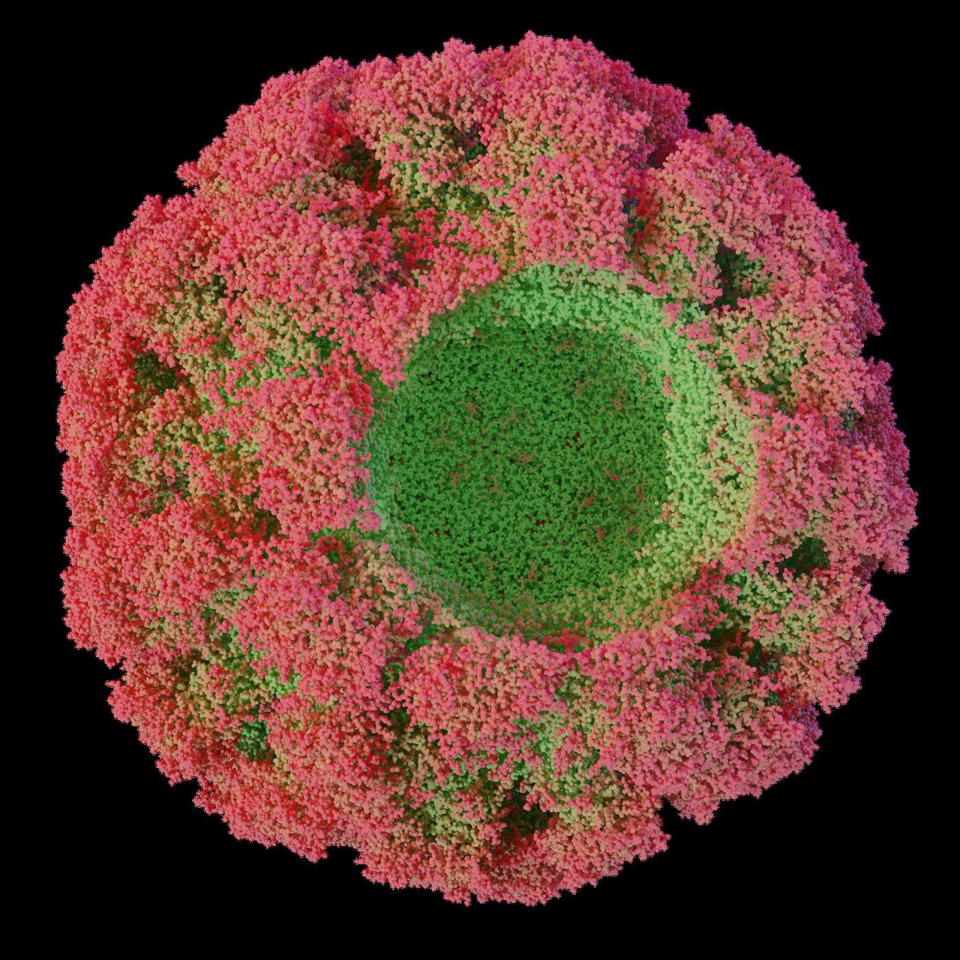 Viral capsid with open portal